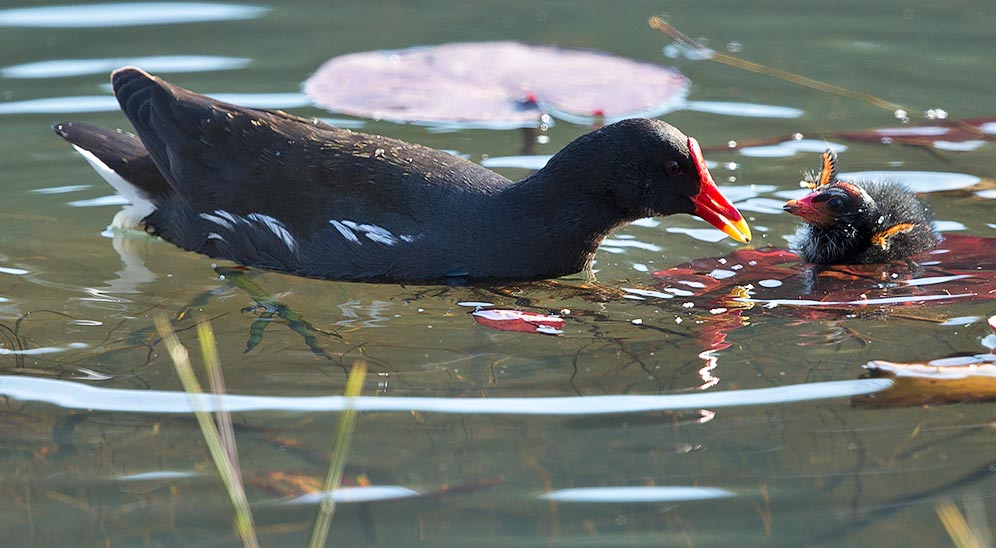 Common Moorhen feeding chick